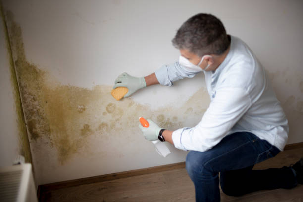 Best Mold Remediation for Healthcare Facilities  in Wauchula, FL
