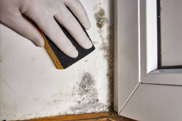 Best Water Damage & Mold Remediation  in Wauchula, FL